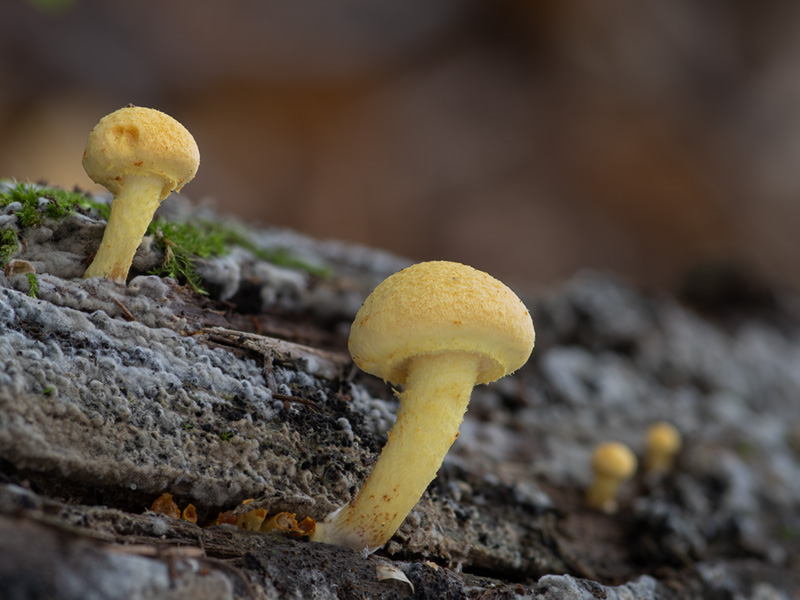 Pholiota tuberculosa